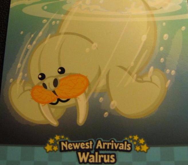 walrus webkinz