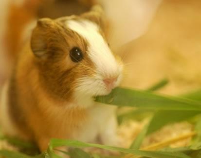 Guinea Pig!